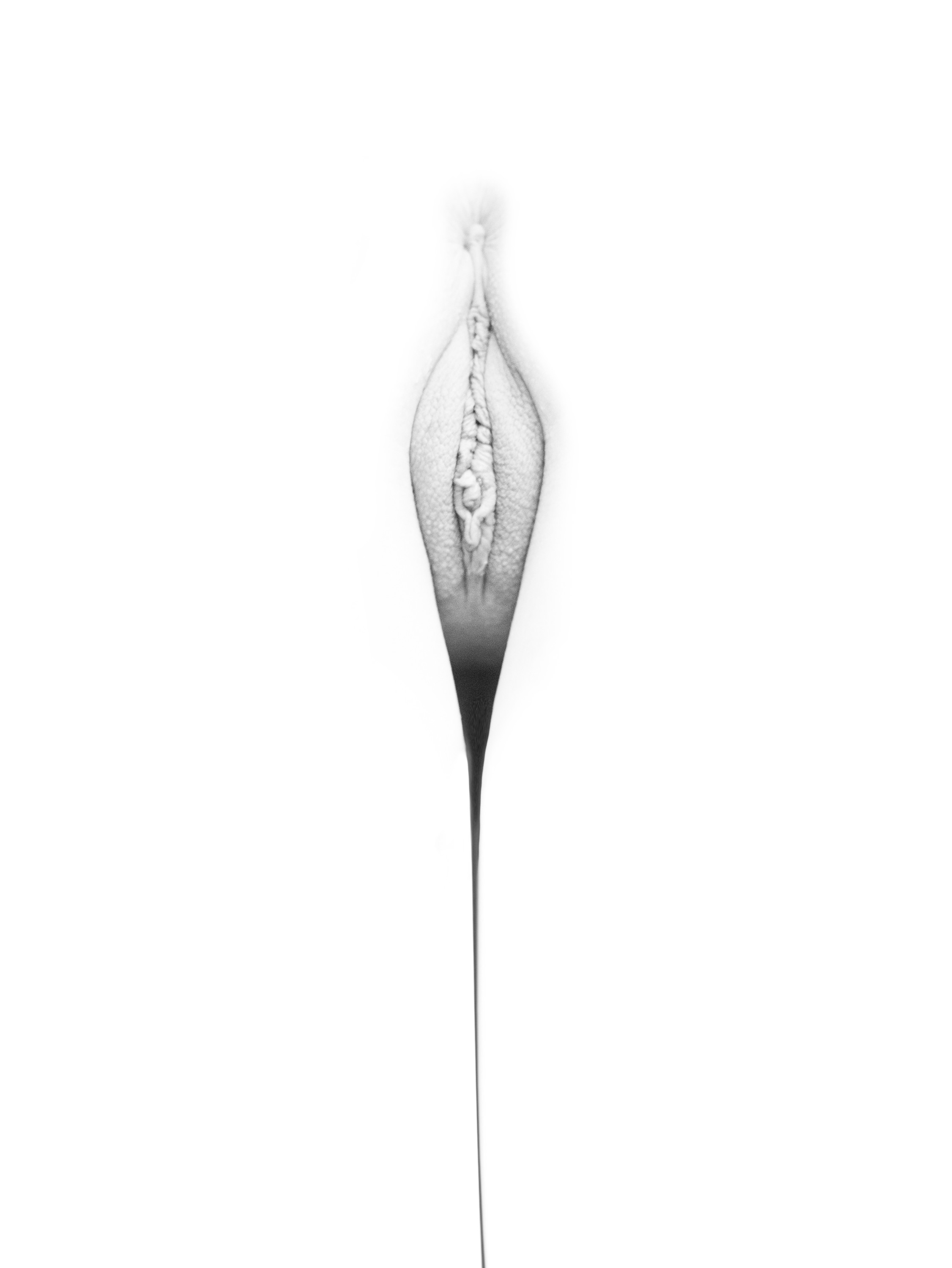 Imagen de flor: pubis de forma almendrada, con una línea oscura que desciende hasta desvanecerse, en blanco y negro sobre fondo blanco.