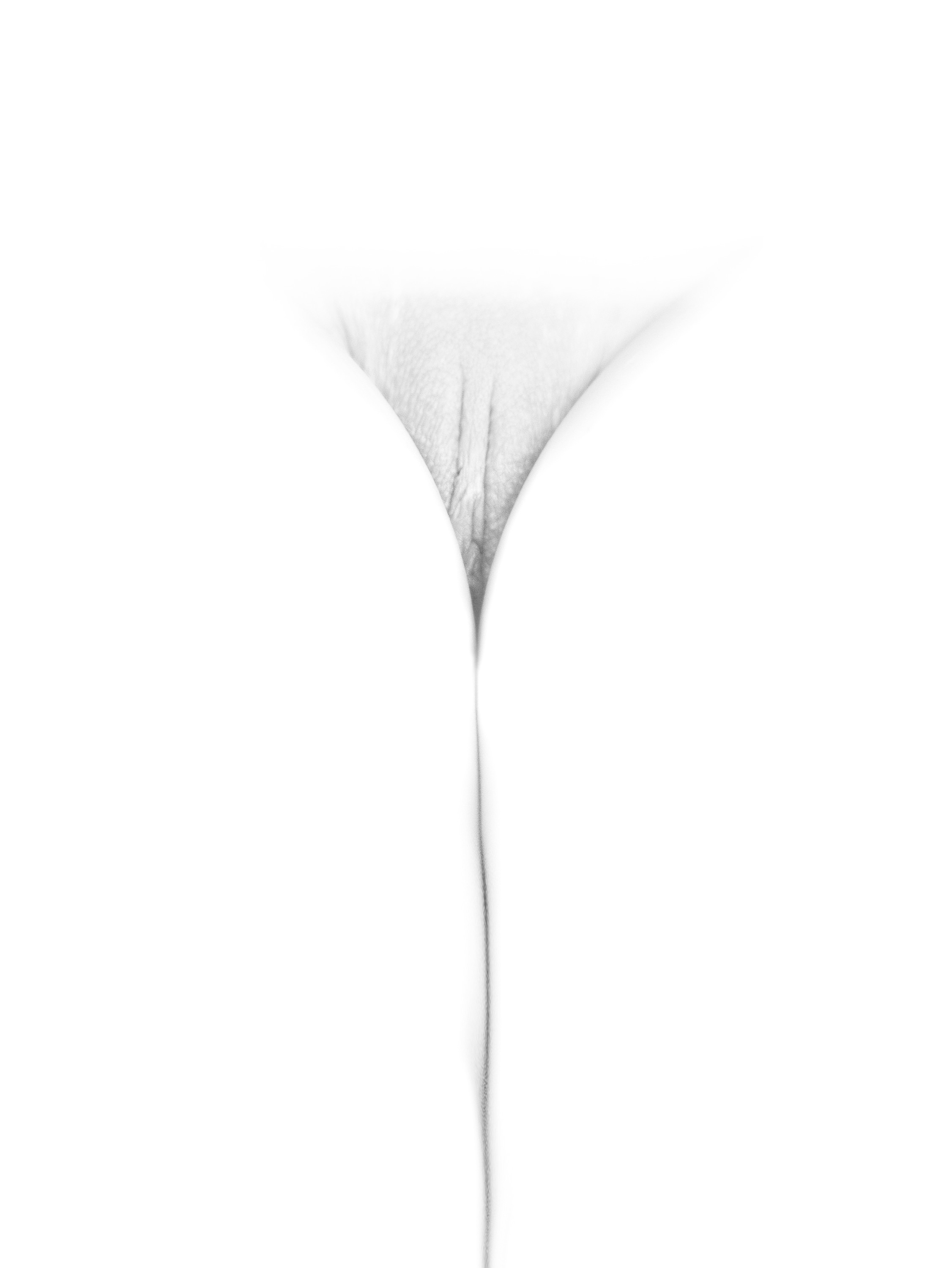 Imagen de flor: pubis casi borrado por la luz, con una línea fina entre las piernas, en blanco y negro sobre fondo blanco.