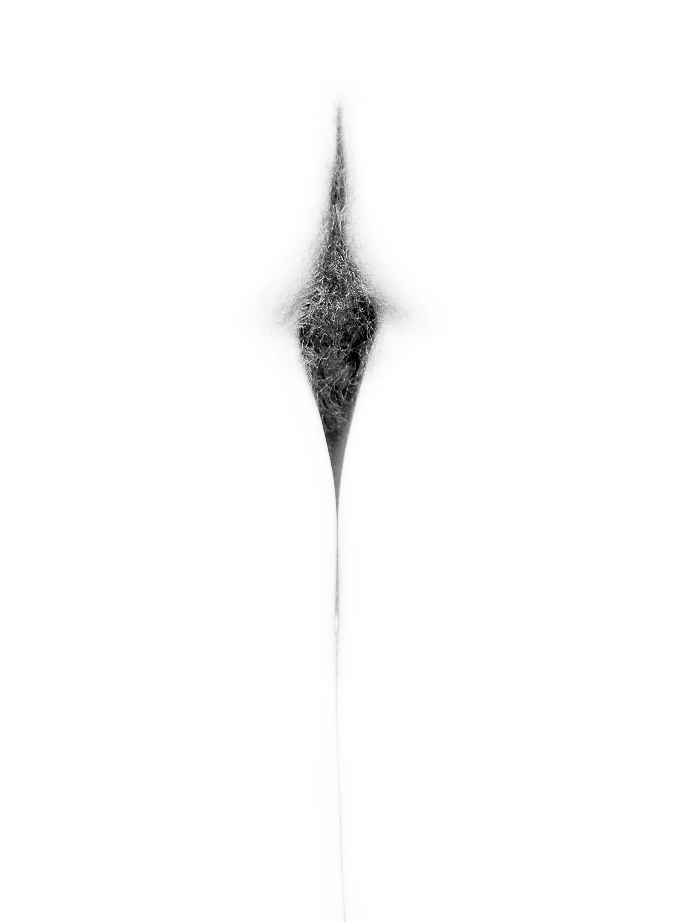 Imagen de flor: pubis reducido a una mancha de vello oscuro en forma de rombo, con una línea fina que desciende, en blanco y negro sobre fondo blanco.