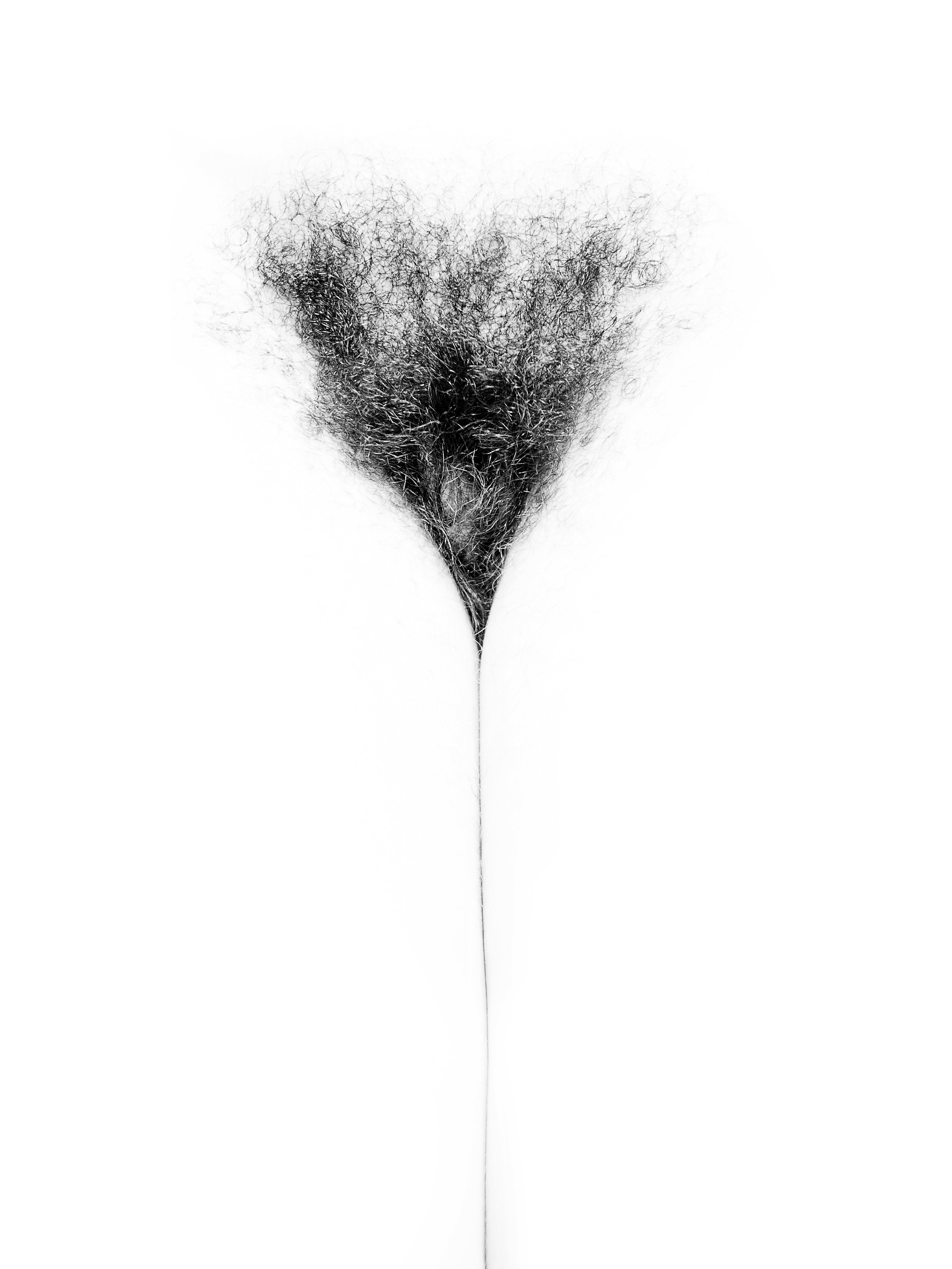 Imagen de flor: pubis con vello oscuro y denso en forma de triángulo, del que parte una línea fina vertical, en blanco y negro sobre fondo blanco.