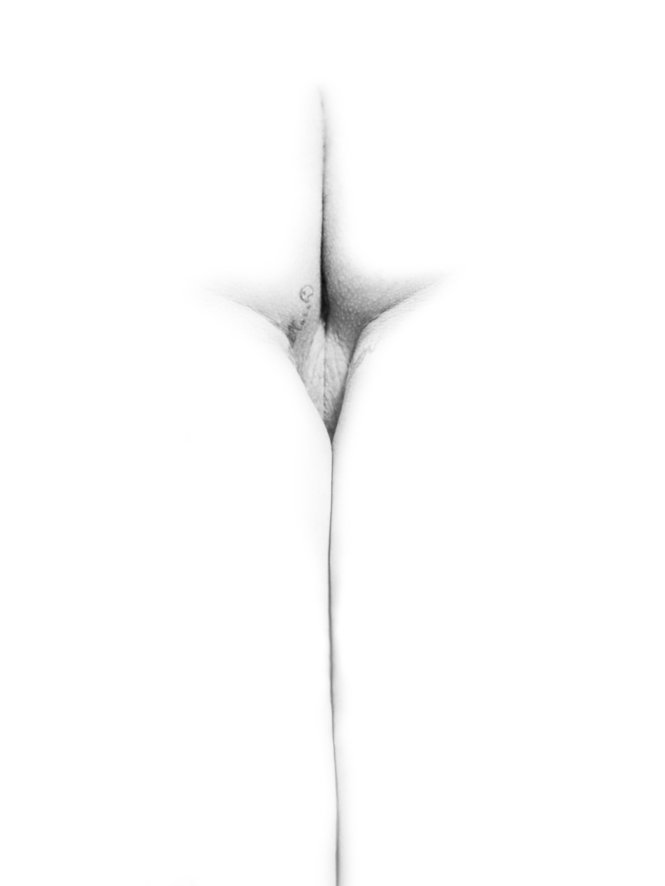 Imagen de flor: pubis reducido a una forma en cruz, con una línea fina que desciende, en blanco y negro sobre fondo blanco.