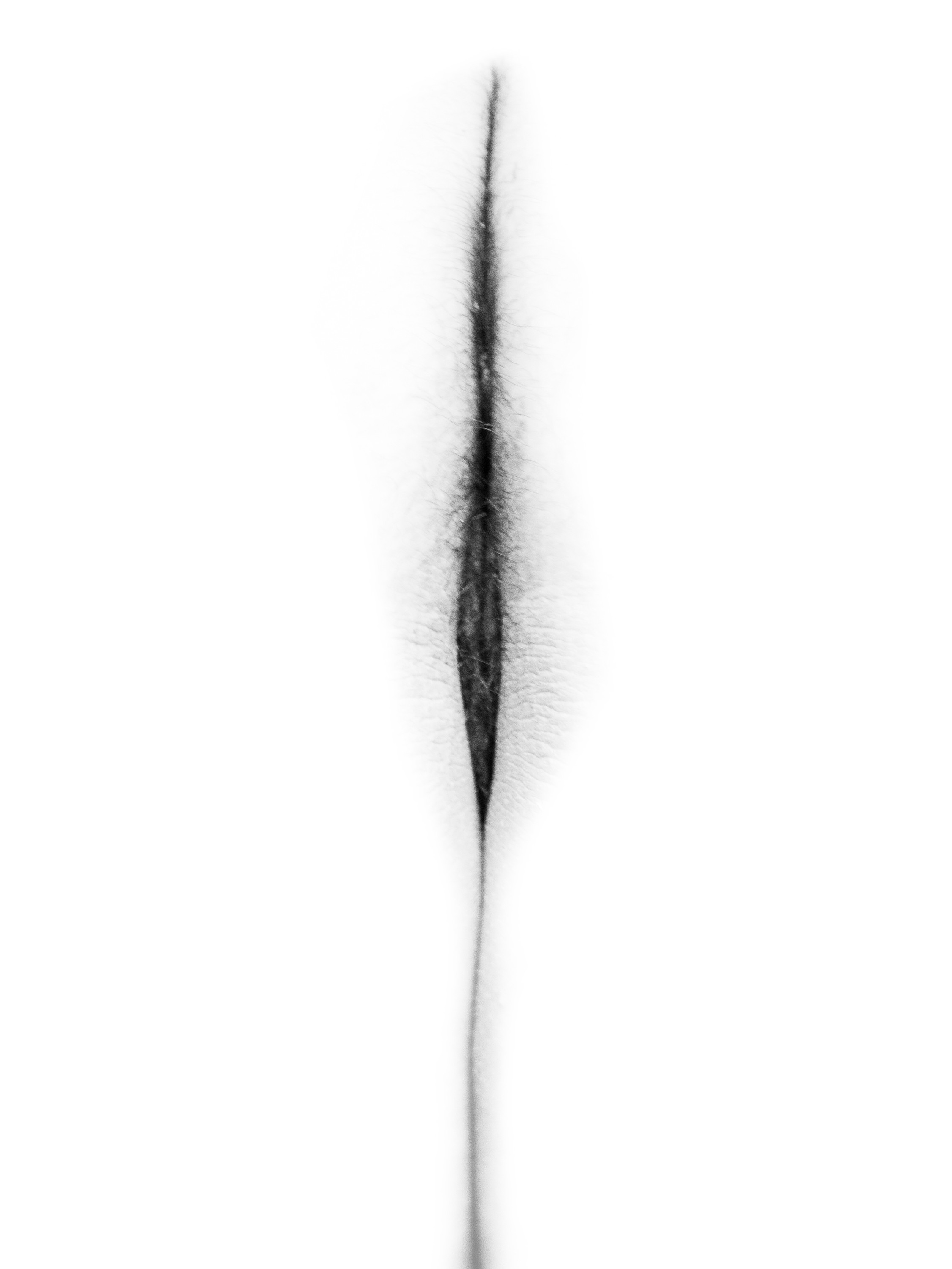 Imagen de flor: pubis en una franja vertical alargada de vello oscuro que se difumina hacia abajo, en blanco y negro sobre fondo blanco.