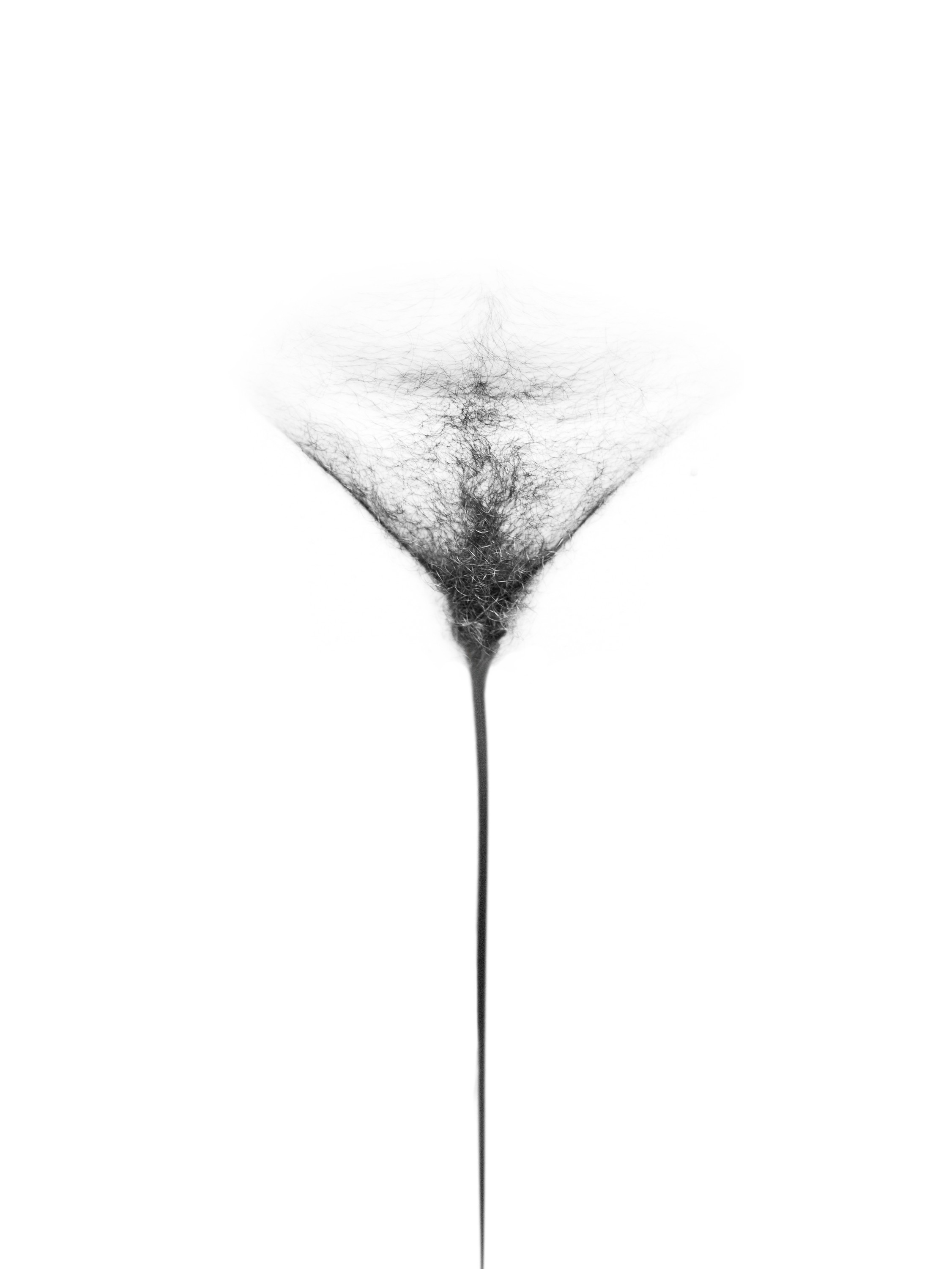 Imagen de flor: pubis con un triángulo de vello y una línea oscura y firme que desciende entre las piernas, en blanco y negro sobre fondo blanco.