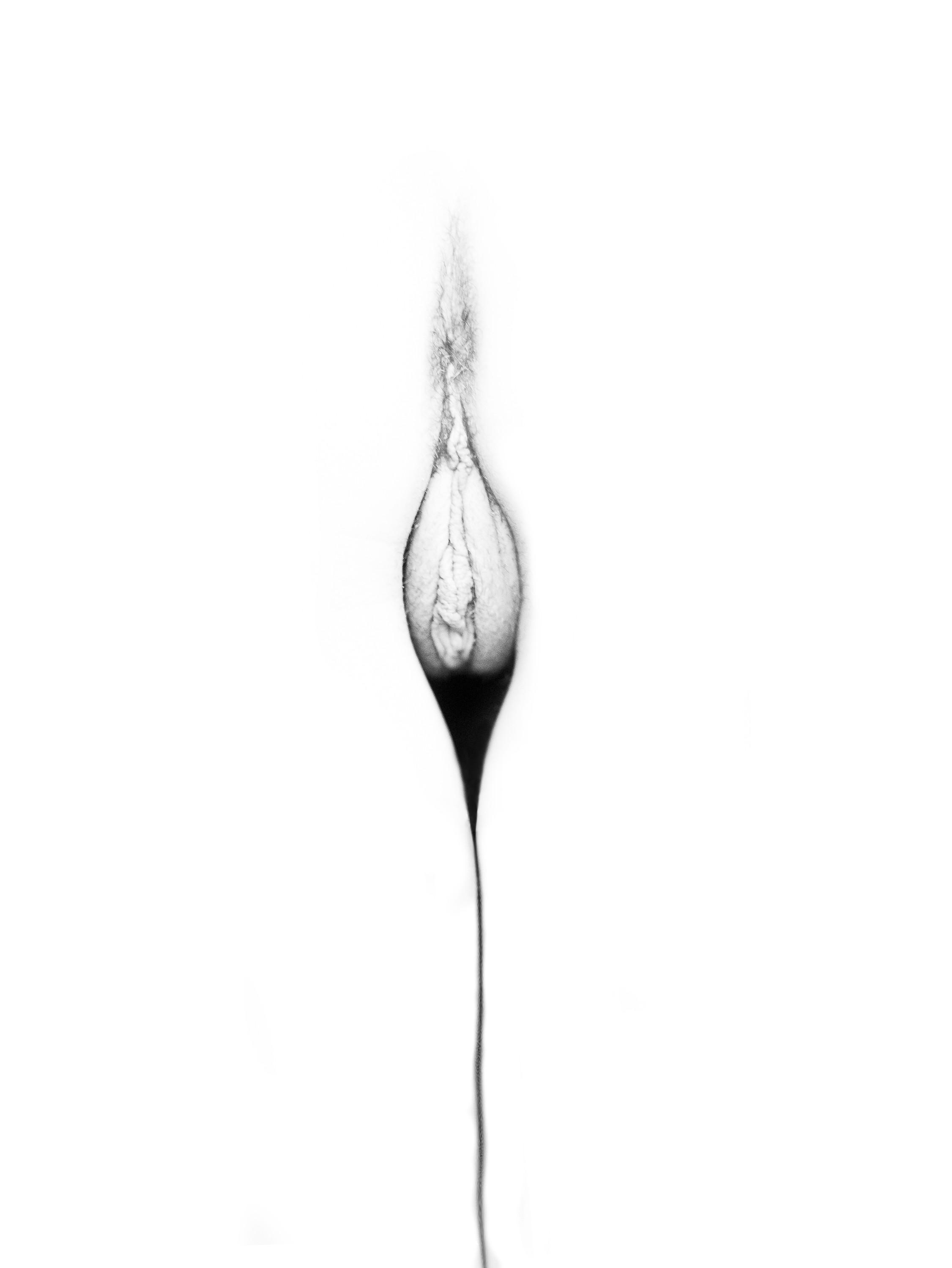 Imagen de flor: pubis de forma almendrada, con una línea oscura gruesa que se afina hacia abajo, en blanco y negro sobre fondo blanco.