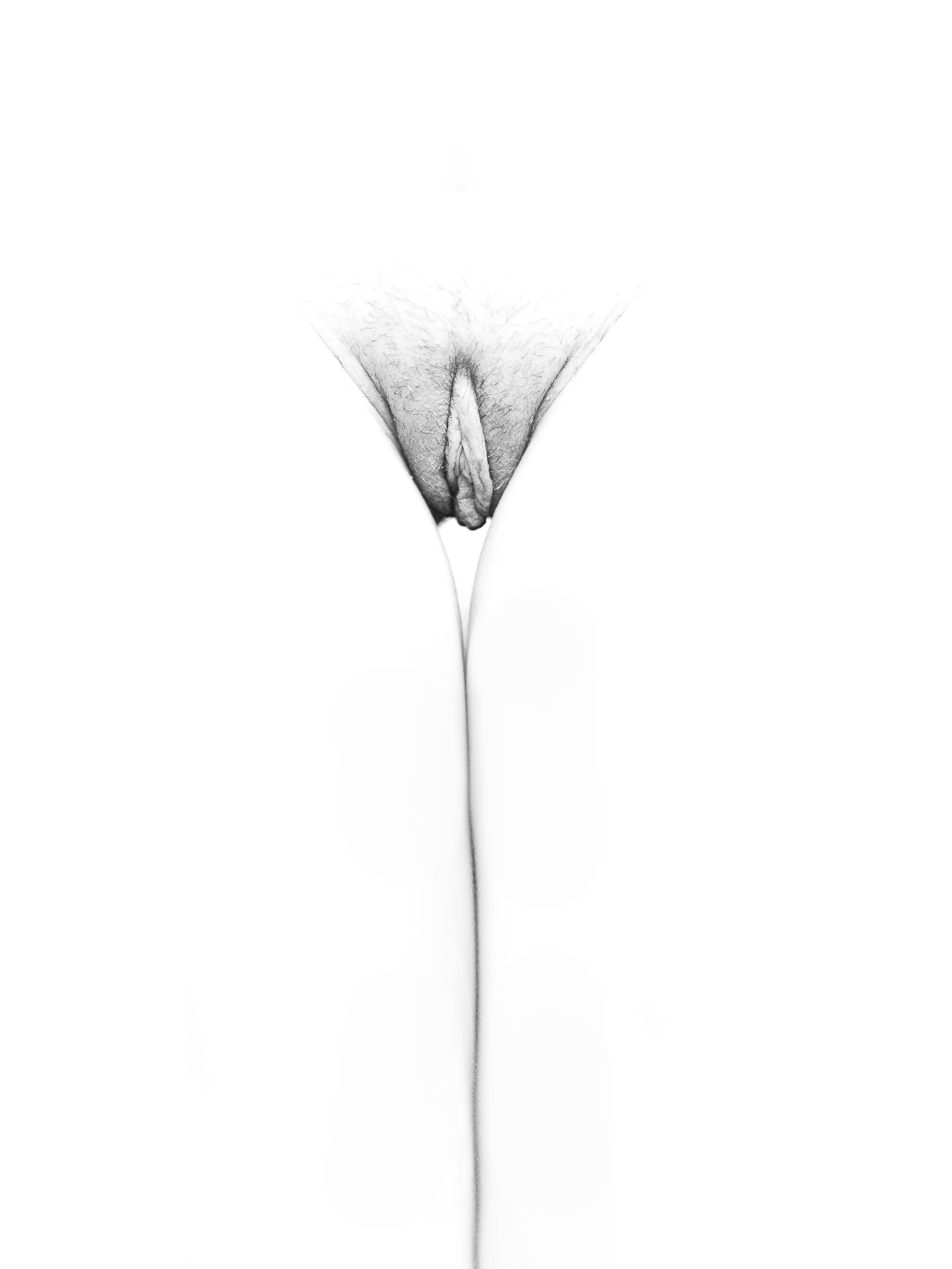 Imagen de flor: pubis visto de frente, con el contorno fino de las piernas que desciende, en blanco y negro sobre fondo blanco.