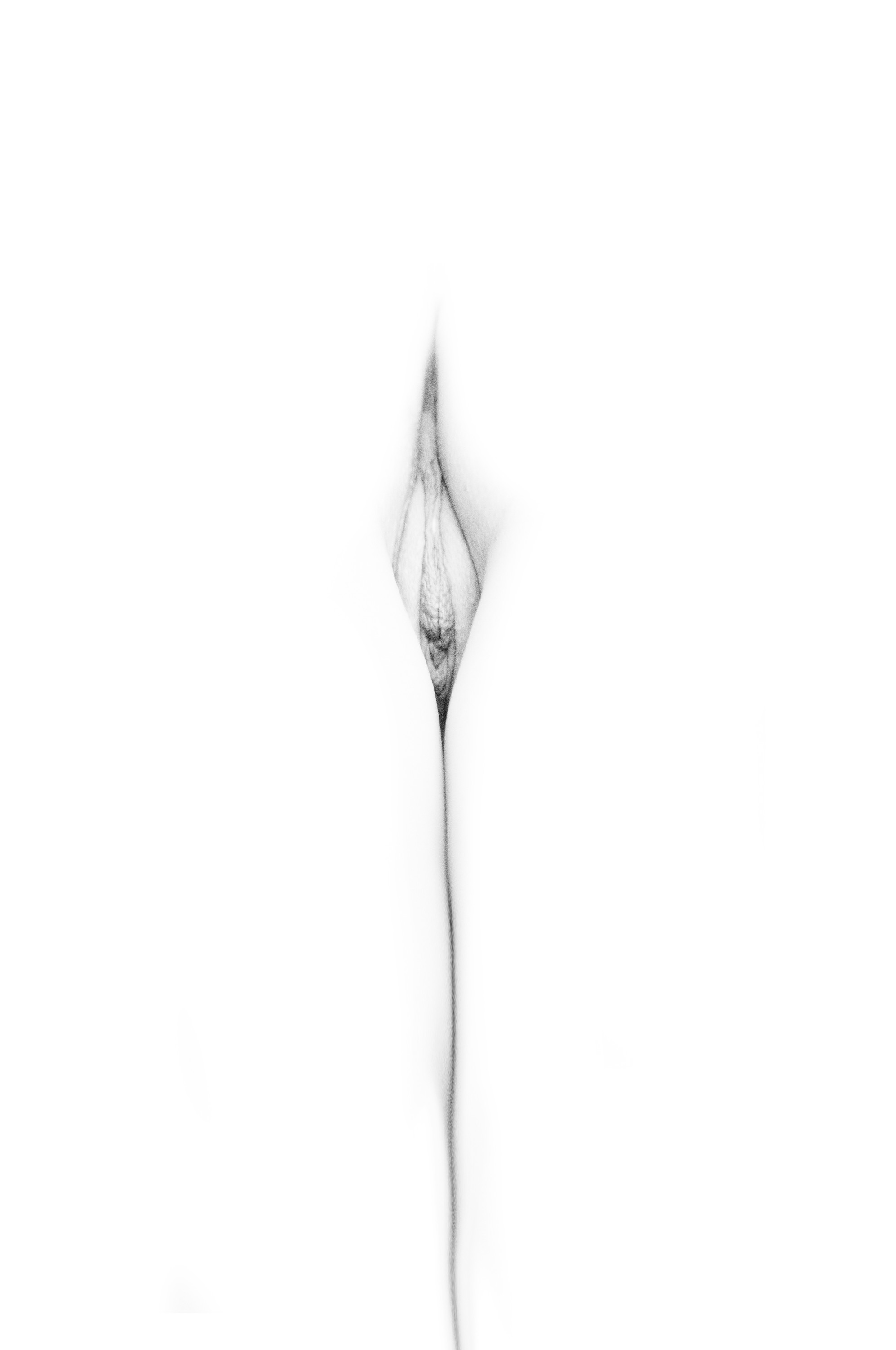 Imagen de flor: pubis en una forma estrecha y alargada en el centro, con una línea fina que desciende, en blanco y negro sobre fondo blanco.