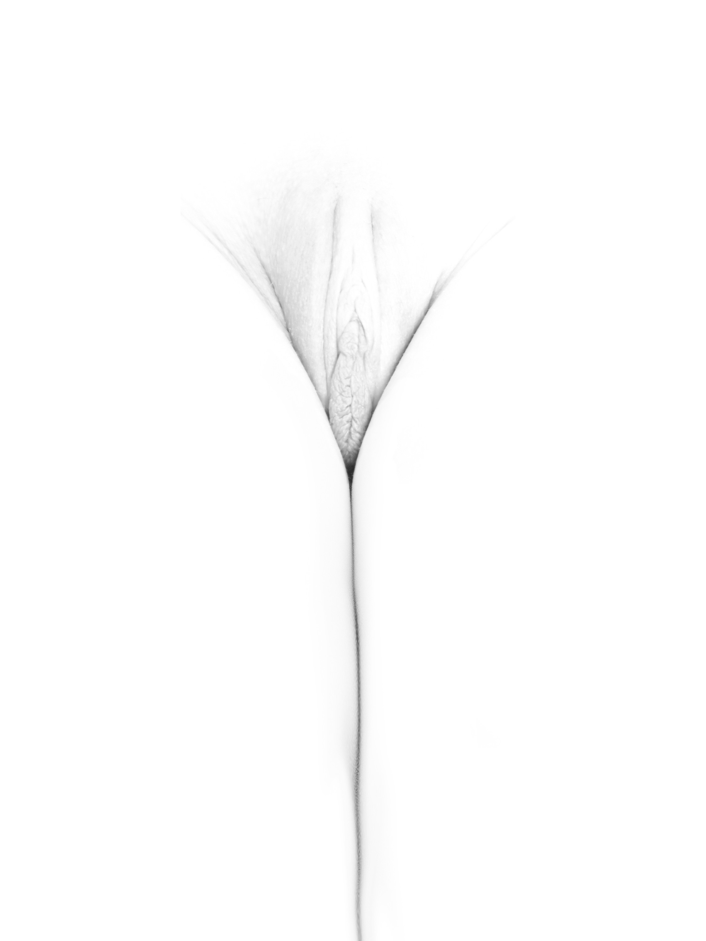 Imagen de flor: pubis muy suave y claro, con una línea tenue entre las piernas, en blanco y negro sobre fondo blanco.