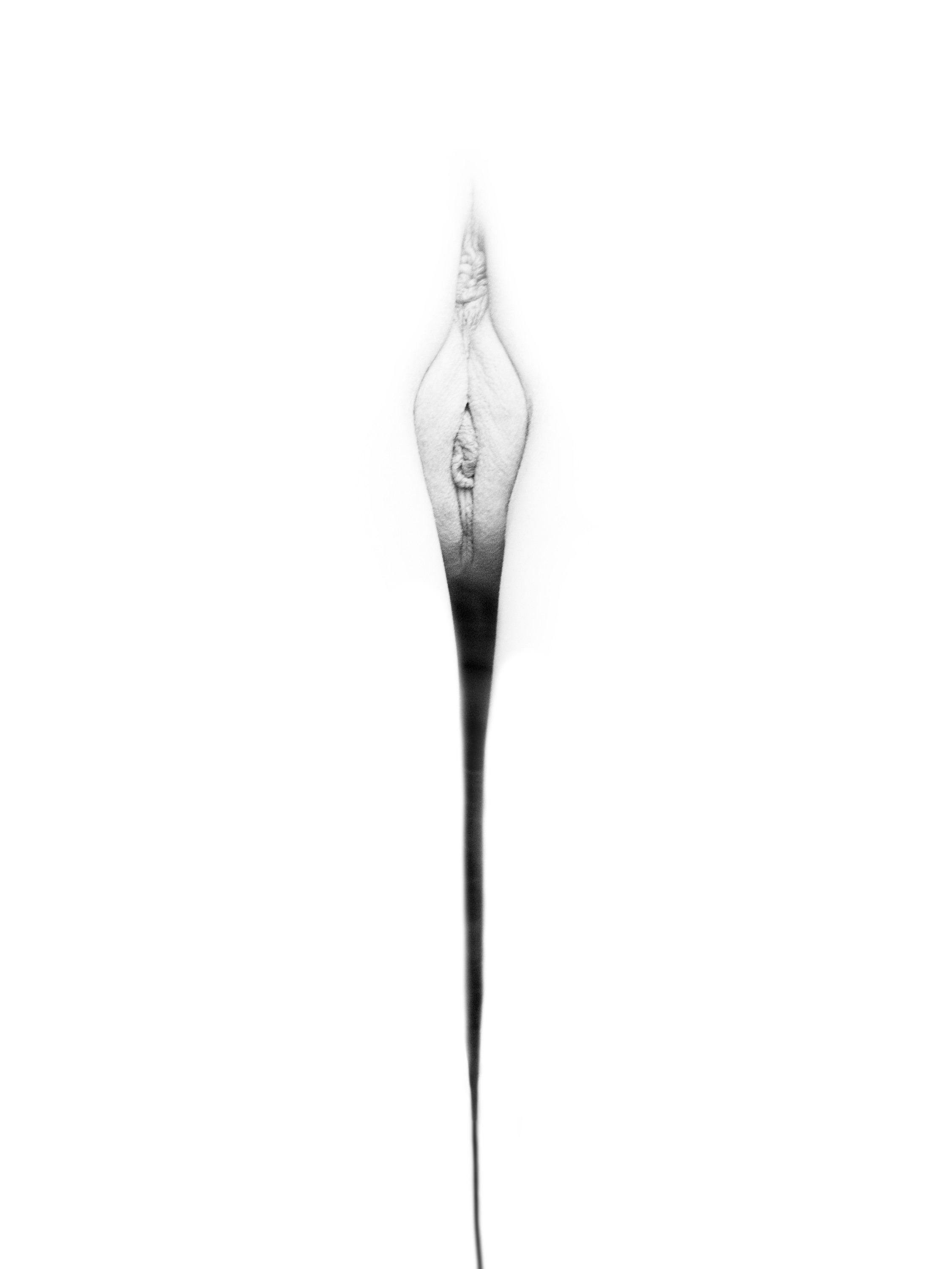 Imagen de flor: pubis estrecho y alargado, con una línea oscura gruesa que desciende, en blanco y negro sobre fondo blanco.