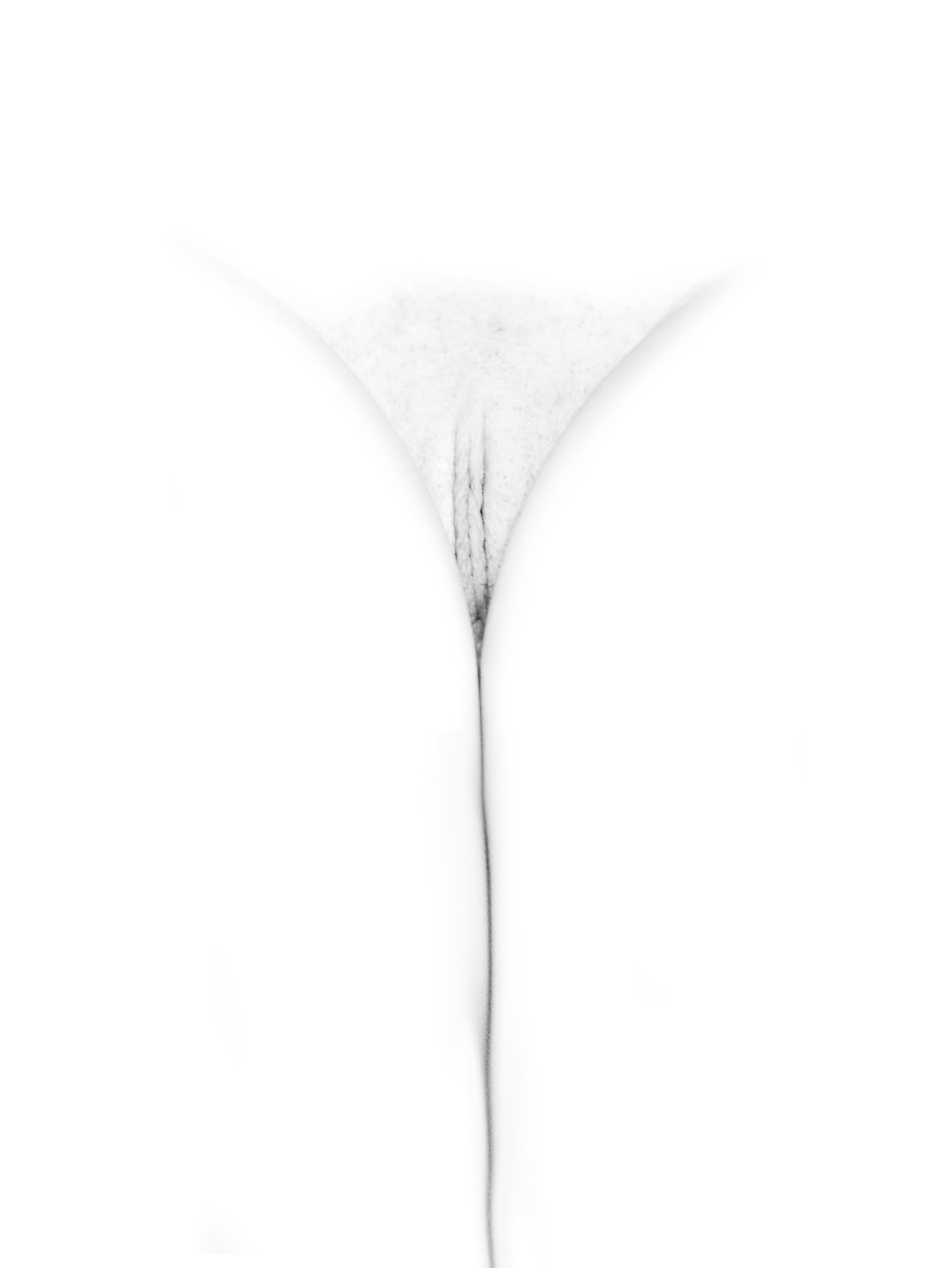 Imagen de flor: pubis casi disuelto en el blanco, con una línea tenue entre las piernas, en blanco y negro sobre fondo blanco.