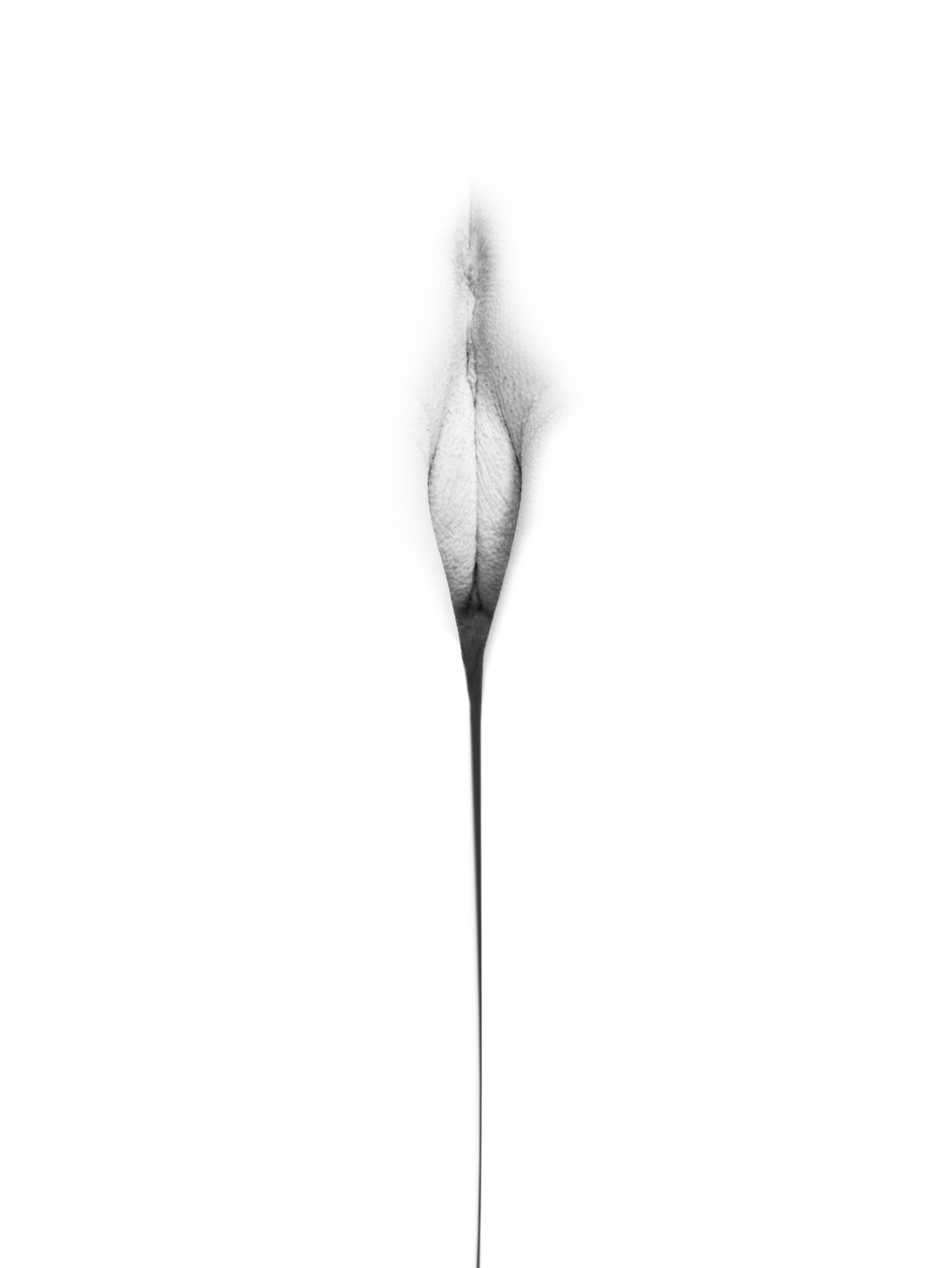Imagen de flor: pubis de forma ovalada y alargada, con algo de vello y una línea fina que desciende, en blanco y negro sobre fondo blanco.