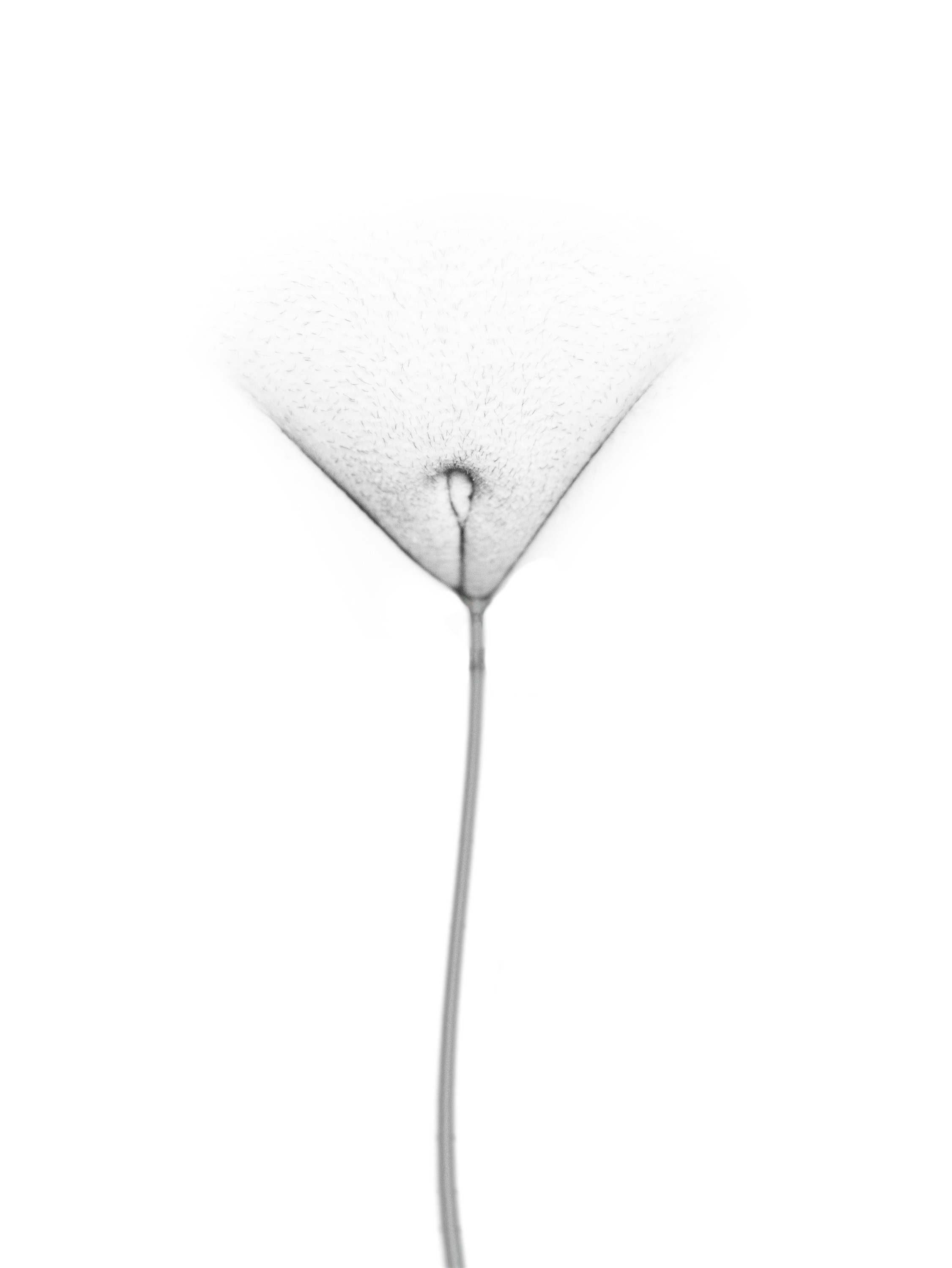 Imagen de flor: pubis en un triángulo de piel clara con una pequeña abertura en el centro y una línea gris que desciende, más ancha que en las demás, en blanco y negro sobre fondo blanco.