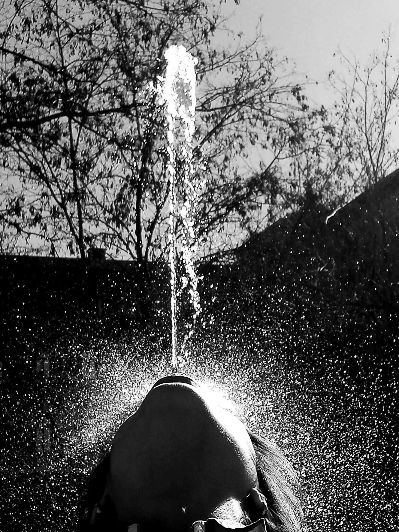 A fountain jet seen from below, droplets against a sky of branches.