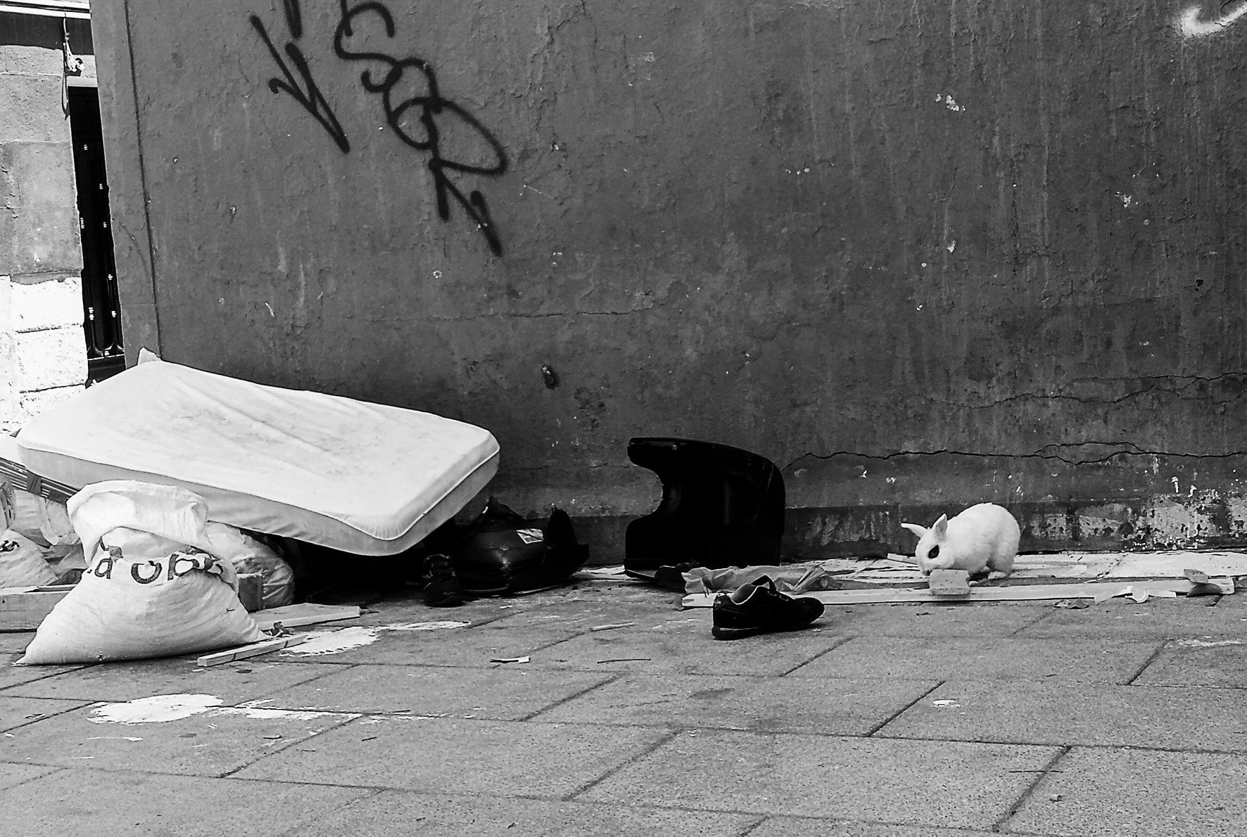 A mattress and rubble bags against a graffitied wall, and a white rabbit on the pavement.