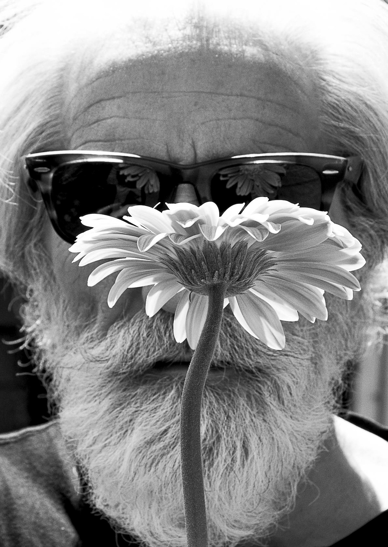 An older man with a beard and sunglasses, a flower held in front of his face.